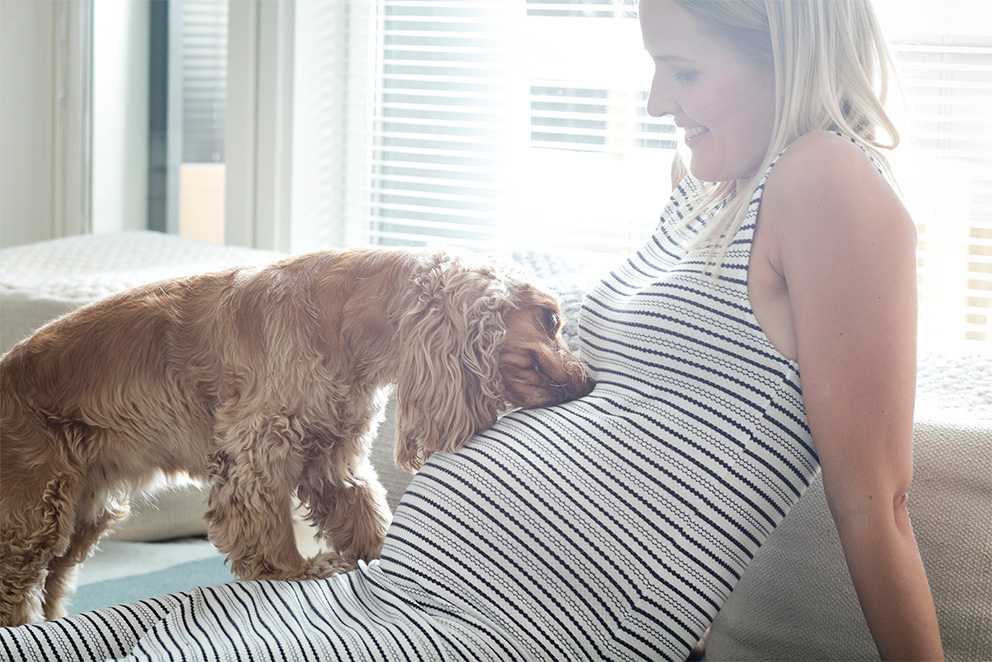 Koira ja raskaana oleva nainen Koira ja raskaana oleva nainen