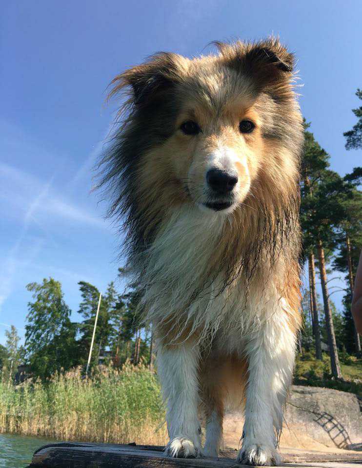 Koira laiturilla Koira laiturilla